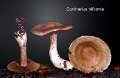 Cortinarius triformis-amf566